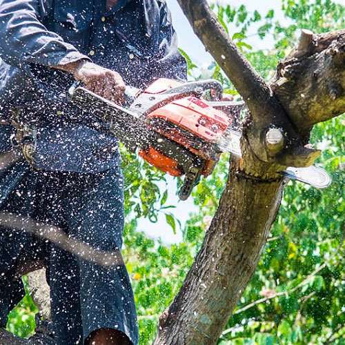 Tree & Shrub Trimming - Heisman Lawn Care Tree & Shrub Trimming - Heisman Lawn Care